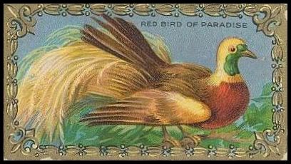 T43 22 Red Bird of Paradise.jpg